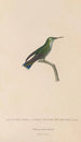 Histoire naturelle des oiseaux-mouches Pl24 - René Primevère Lesson — artwork view