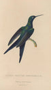 Histoire naturelle des oiseaux-mouches Pl25 - René Primevère Lesson — artwork view
