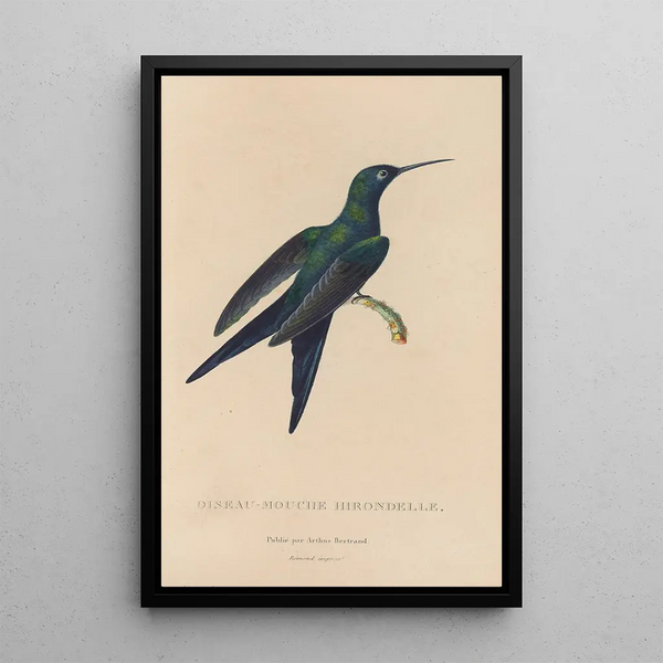 Histoire naturelle des oiseaux-mouches Pl25 - René Primevère Lesson — framed artwork on a wall