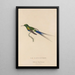 Histoire naturelle des oiseaux-mouches Pl26 - René Primevère Lesson — framed artwork on a wall