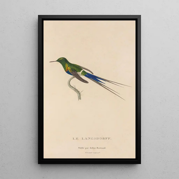 Histoire naturelle des oiseaux-mouches Pl26 - René Primevère Lesson — framed artwork on a wall
