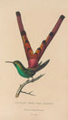 Histoire naturelle des oiseaux-mouches Pl27 - René Primevère Lesson — artwork view