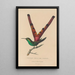 Histoire naturelle des oiseaux-mouches Pl27 - René Primevère Lesson — framed artwork on a wall