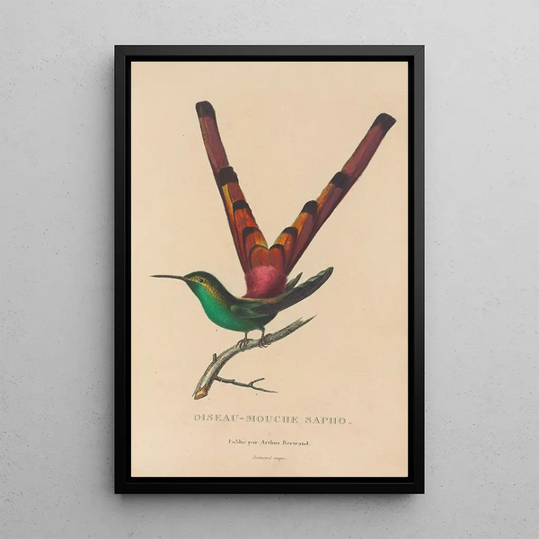 Histoire naturelle des oiseaux-mouches Pl27 - René Primevère Lesson — framed artwork on a wall