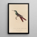Histoire naturelle des oiseaux-mouches Pl28 - René Primevère Lesson — framed artwork on a wall