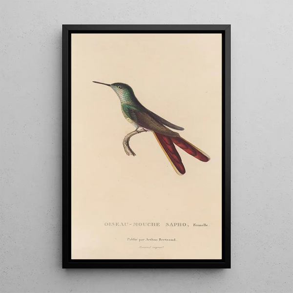 Histoire naturelle des oiseaux-mouches Pl28 - René Primevère Lesson — framed artwork on a wall