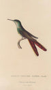 Histoire naturelle des oiseaux-mouches Pl28 - René Primevère Lesson — artwork view