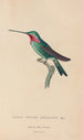 Histoire naturelle des oiseaux-mouches Pl29 - René Primevère Lesson — artwork view