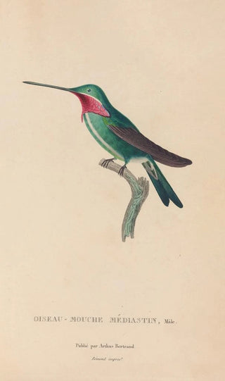 RenPrimevre Lesson - Histoire naturelle des oiseauxmouches Pl29.webp