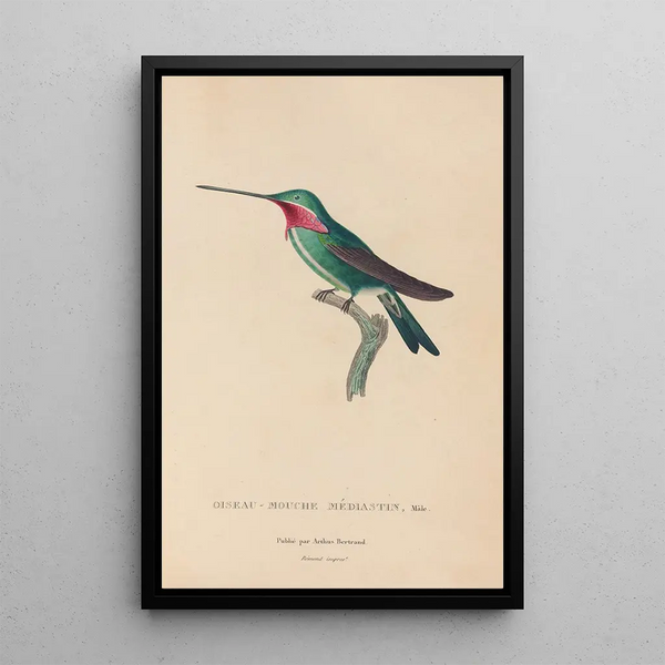 Histoire naturelle des oiseaux-mouches Pl29 - René Primevère Lesson — framed artwork on a wall