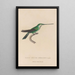 Histoire naturelle des oiseaux-mouches Pl30 - René Primevère Lesson — framed artwork on a wall