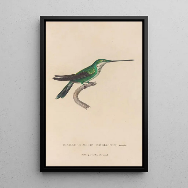 Histoire naturelle des oiseaux-mouches Pl30 - René Primevère Lesson — framed artwork on a wall