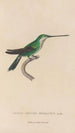 Histoire naturelle des oiseaux-mouches Pl30 - René Primevère Lesson — artwork view