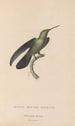 Histoire naturelle des oiseaux-mouches Pl33 - René Primevère Lesson — artwork view