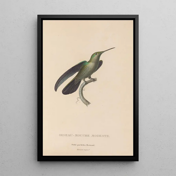 Histoire naturelle des oiseaux-mouches Pl33 - René Primevère Lesson — framed artwork on a wall