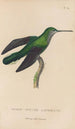 Histoire naturelle des oiseaux-mouches Pl34 - René Primevère Lesson — artwork view