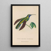 Natural history of hummingbirds Pl35 - René Primevère Lesson — framed artwork on a wall