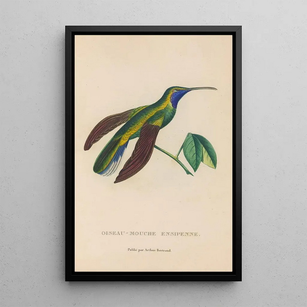 Natural history of hummingbirds Pl35 - René Primevère Lesson — framed artwork on a wall
