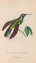 Natural history of hummingbirds Pl35 - René Primevère Lesson — artwork view