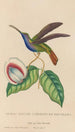 Histoire naturelle des oiseaux-mouches Pl36 - René Primevère Lesson — artwork view