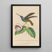 Histoire naturelle des oiseaux-mouches Pl36 - René Primevère Lesson — framed artwork on a wall