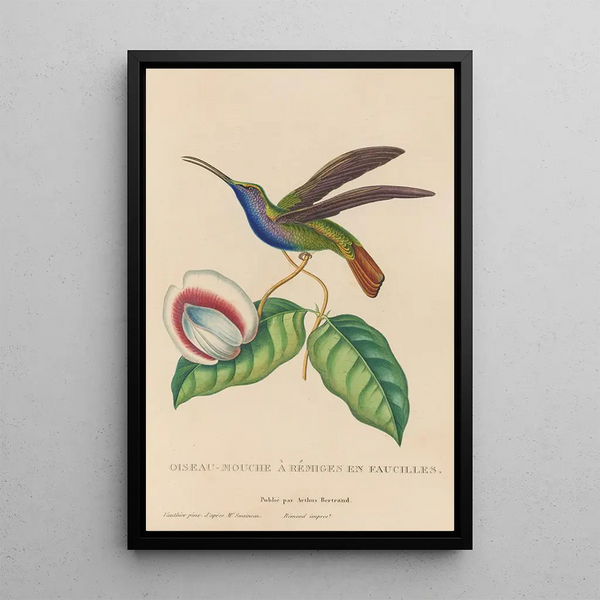 Histoire naturelle des oiseaux-mouches Pl36 - René Primevère Lesson — framed artwork on a wall