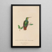 Histoire naturelle des oiseaux-mouches Pl37 - René Primevère Lesson — framed artwork on a wall