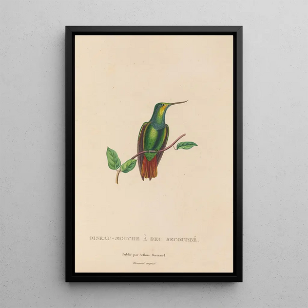 Histoire naturelle des oiseaux-mouches Pl37 - René Primevère Lesson — framed artwork on a wall