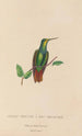 Histoire naturelle des oiseaux-mouches Pl37 - René Primevère Lesson — artwork view