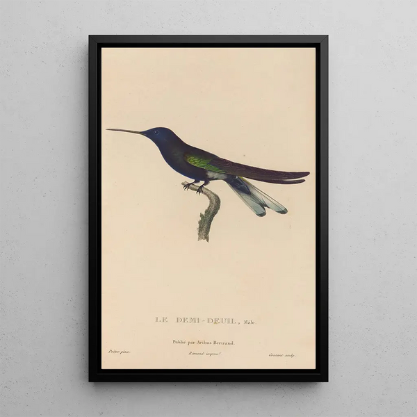 Histoire naturelle des oiseaux-mouches Pl38 - René Primevère Lesson — framed artwork on a wall