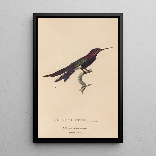 Histoire naturelle des oiseaux-mouches Pl39 - René Primevère Lesson — framed artwork on a wall