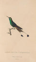 Histoire naturelle des oiseaux-mouches Pl40 - René Primevère Lesson — artwork view
