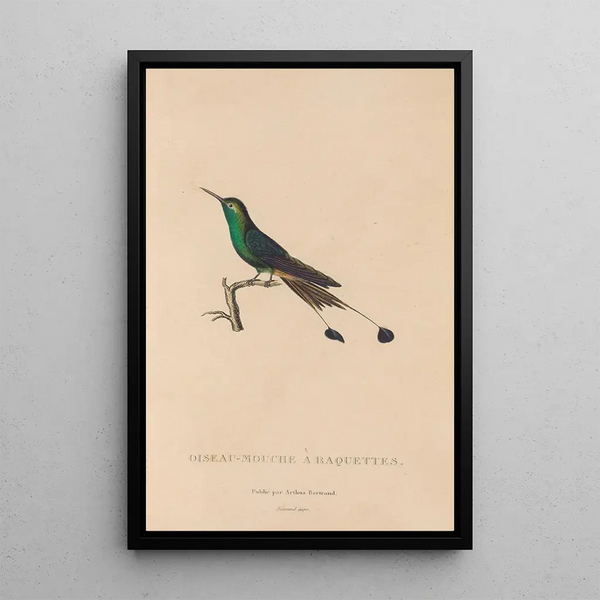 Histoire naturelle des oiseaux-mouches Pl40 - René Primevère Lesson — framed artwork on a wall