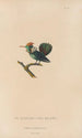 Histoire naturelle des oiseaux-mouches Pl42 - René Primevère Lesson — artwork view
