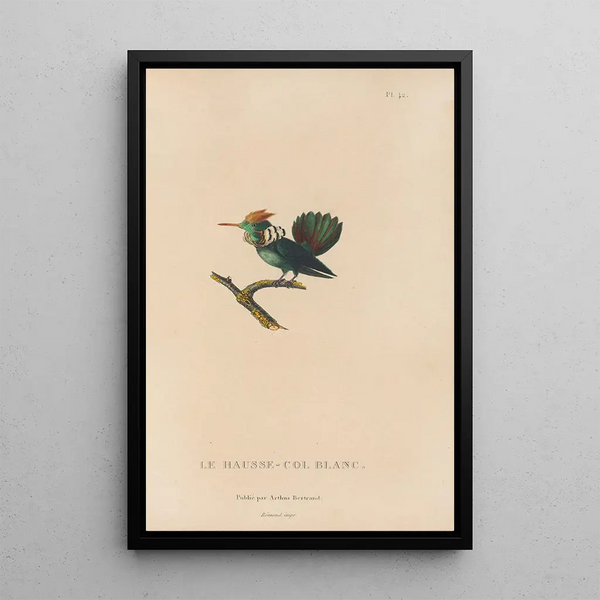Histoire naturelle des oiseaux-mouches Pl42 - René Primevère Lesson — framed artwork on a wall