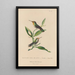 Histoire naturelle des oiseaux-mouches Pl43 - René Primevère Lesson — framed artwork on a wall
