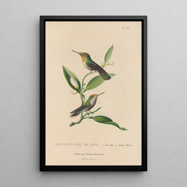 Histoire naturelle des oiseaux-mouches Pl43 - René Primevère Lesson — framed artwork on a wall