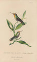 Histoire naturelle des oiseaux-mouches Pl43 - René Primevère Lesson — artwork view