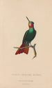Histoire naturelle des oiseaux-mouches Pl44 - René Primevère Lesson — artwork view