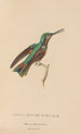 Histoire naturelle des oiseaux-mouches Pl45 - René Primevère Lesson — artwork view