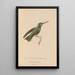 Histoire naturelle des oiseaux-mouches Pl45 - René Primevère Lesson — framed artwork on a wall