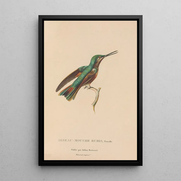 Histoire naturelle des oiseaux-mouches Pl45 - René Primevère Lesson — framed artwork on a wall