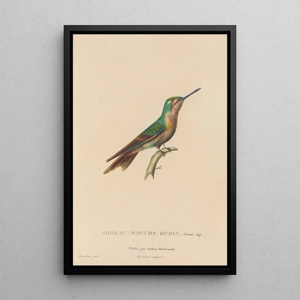 Histoire naturelle des oiseaux-mouches Pl46 - René Primevère Lesson — framed artwork on a wall