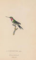 Histoire naturelle des oiseaux-mouches Pl47 - René Primevère Lesson — artwork view