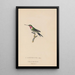 Histoire naturelle des oiseaux-mouches Pl47 - René Primevère Lesson — framed artwork on a wall