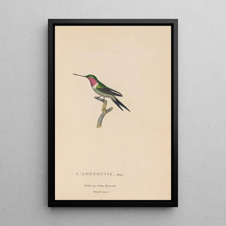 RenPrimevre Lesson - Histoire naturelle des oiseauxmouches Pl47.webp