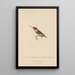 Histoire naturelle des oiseaux-mouches Pl48 - René Primevère Lesson — framed artwork on a wall