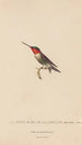 Histoire naturelle des oiseaux-mouches Pl48 - René Primevère Lesson — artwork view