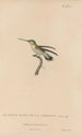 Histoire naturelle des oiseaux-mouches Pl49 - René Primevère Lesson — artwork view