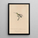 Histoire naturelle des oiseaux-mouches Pl49 - René Primevère Lesson — framed artwork on a wall